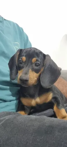 Dachshund 