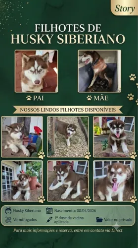 Filhotes de Husky Siberiano