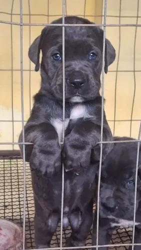 Filhotes de Cane Corso Cinza