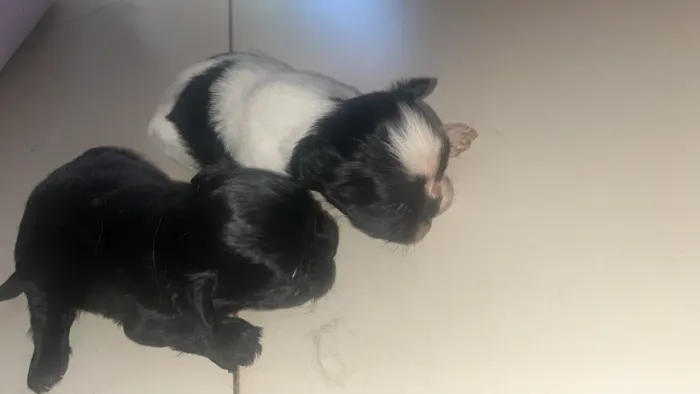 Vende-se cachorro 