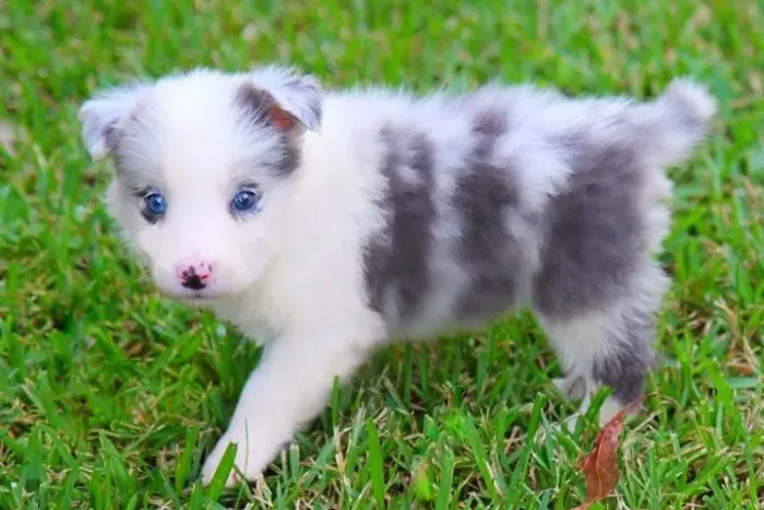Filhotes de Border Collie | Carinho que não acaba.