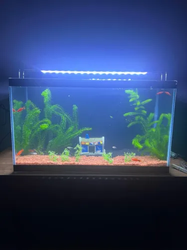 Aquário 55 Litros Completo