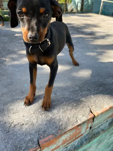 Cachorrinho pinsher?