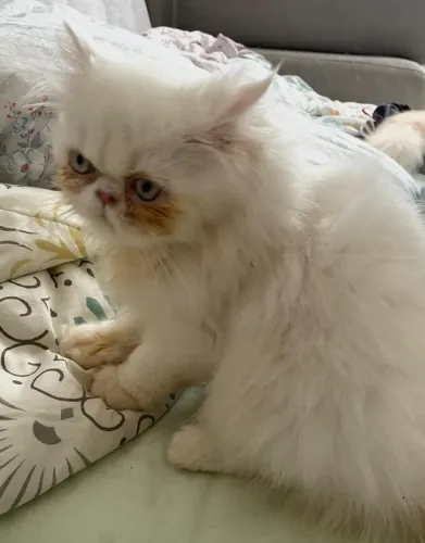 Lindo persa branco f