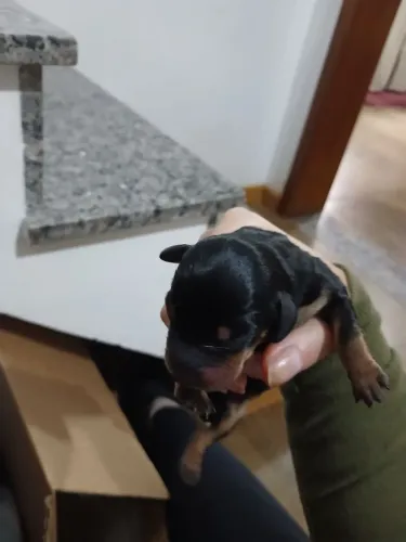 Filhotes de dachshund