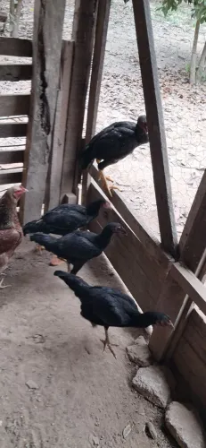 Vendo lote de galinhas caipira!