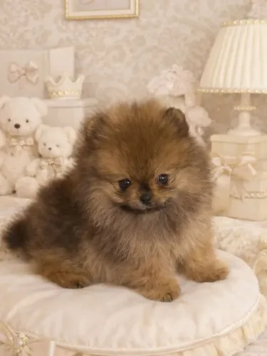 Spitz alemão Anão ursinho com pedigree BCKC- Vacinados Microchipados e parcelamos sem juro