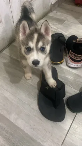 Filhotes de husky siberiano puro
