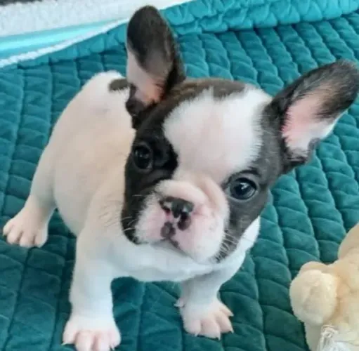 Bulldog Francês Filhotes Extremamente Dóceis.