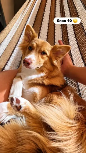 Vendo Border Collie