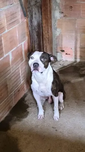 Pitbull adulto para adoção 