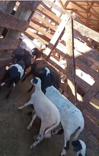 Lote Ovinos para Venda