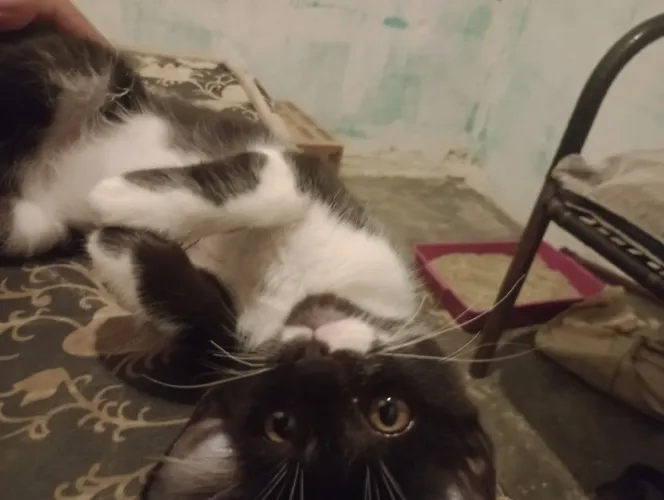 ? ADOÇÃO RESPONSÁVEL DE GATINHO MACHO FILHOTE DE QUATRO MESES?