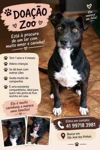 Doaçao femea castrada