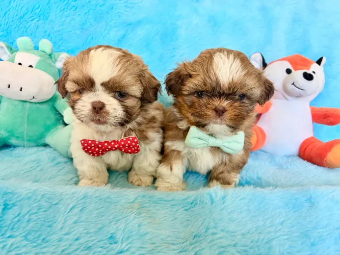 Machos shih tzu olhos verdes e nariz marrom canil registrado 
