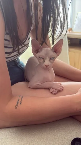 Gato da raça Sphynx