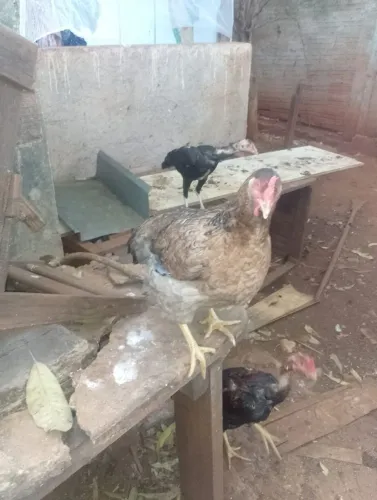 Galo e galinhas