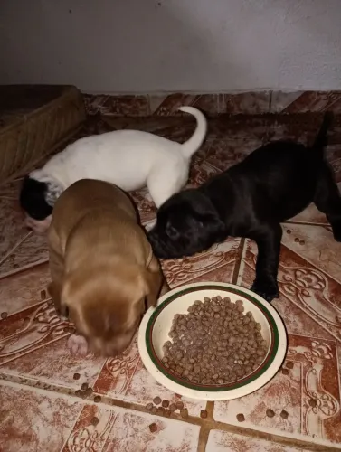 Filhote de Pit Bull oportunidade puro única fêmea toda preta linda