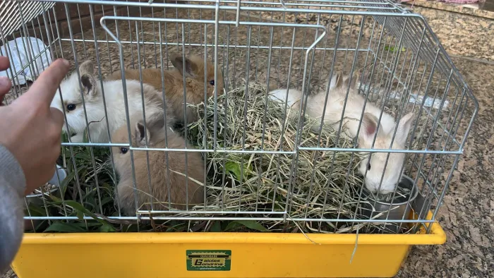 Coelhos