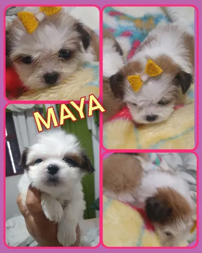 Filhotes shih tzu