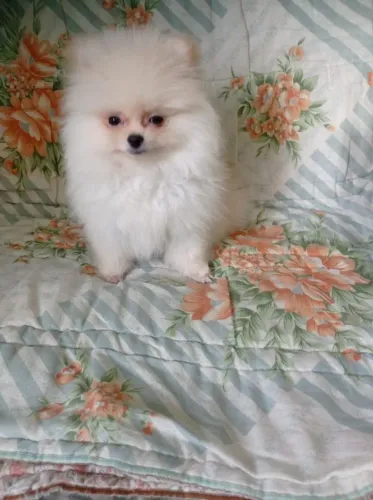 Fofinhos bebês Lulu