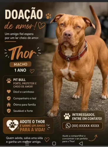 Doação de um Pitbull macho de 1 ano 