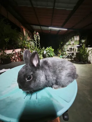 Coelho anão de Netherlands dwarf