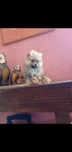 Lulu da Pomerânea Fêmea Anão Minúscula!!! PROMOÇÃO Imperdível 