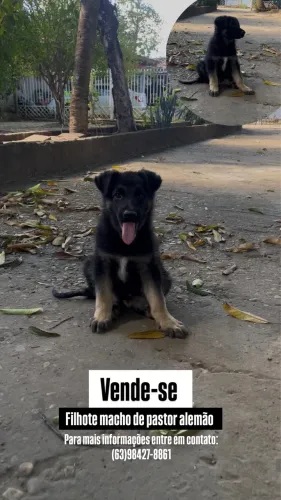 Filhote de Pastor Alemão macho vacinado
