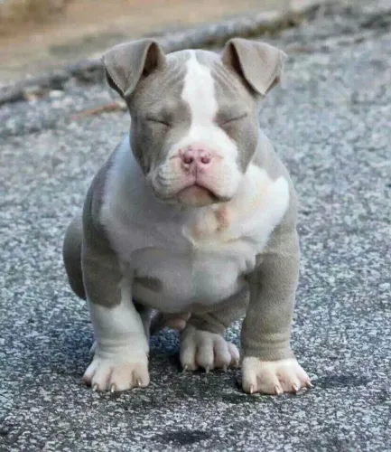 Pitbull - Seu Novo Melhor Amigo Pode Estar Olhando Para Você Agora 