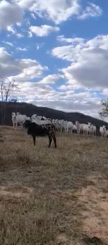 Fazenda 454 Hectares Porteira Fechada com gado/Aceita imóvel em BH Ou Sete Lagoas...
