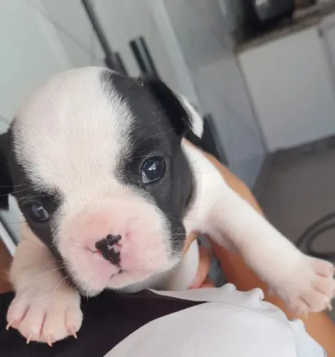 Cachorro 