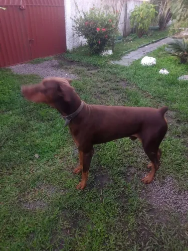 Filhotes de Doberman