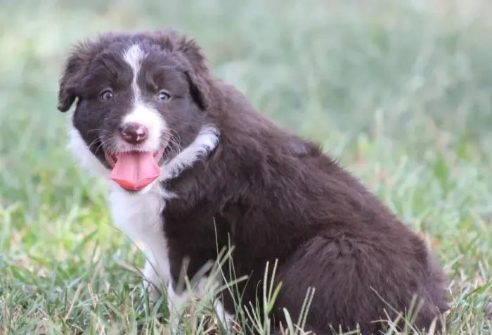 Border Collie: O amigo mais leal do mundo