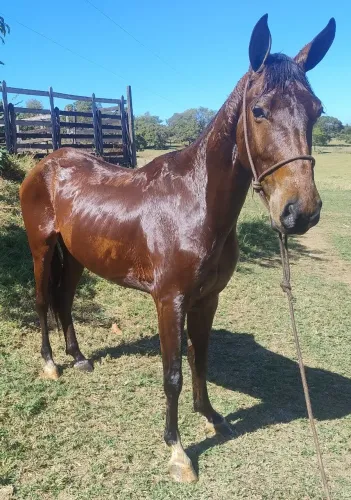 Cavalo