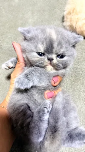 GATO PERSA EXÓTICO RARO