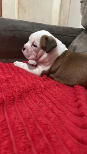 Bulldog campeiro Fêmea