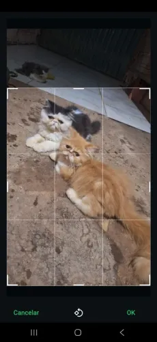 Gato persa exótico 