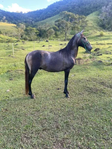 Potro Mangalarga Marchador