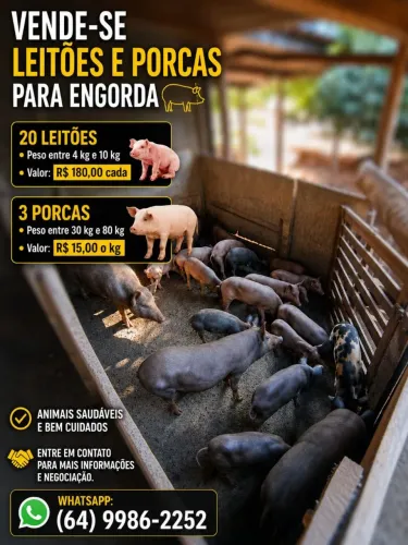 Vende-se 3 porcas e 20 leitões