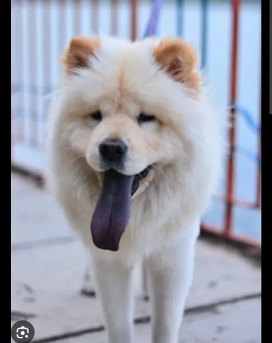 Procuro chow chow macho para cruzar 
