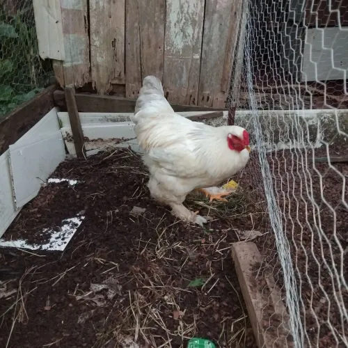 Estou vendendo este galo raça brama 