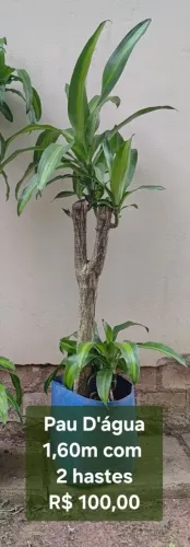 Planta Pau D'água 1,60m com 2 hastes
