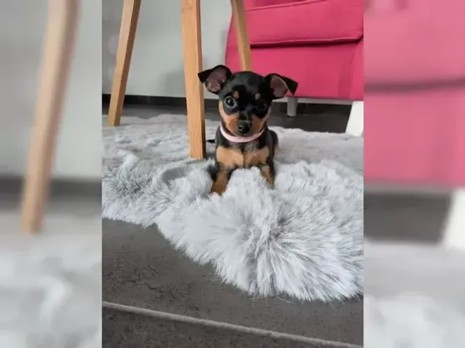 Pinscher/Pincher Baby Corajoso Macho e Fêmea com Pedigree São Paulo