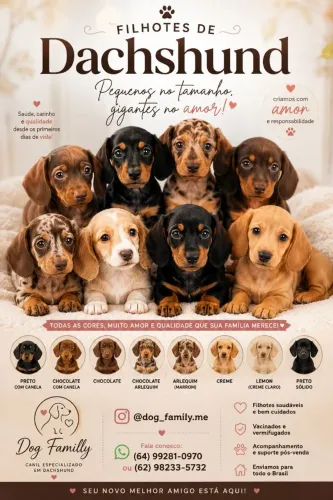 Cofap - Dachshunds