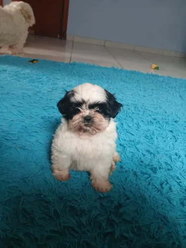 Shitzu