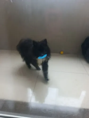 Filhote Spitz alemão