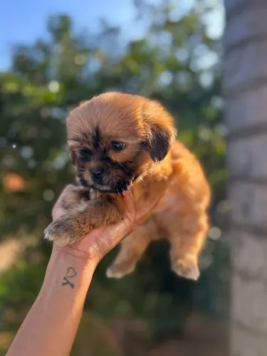 Lindos principes da raça shihtzu 