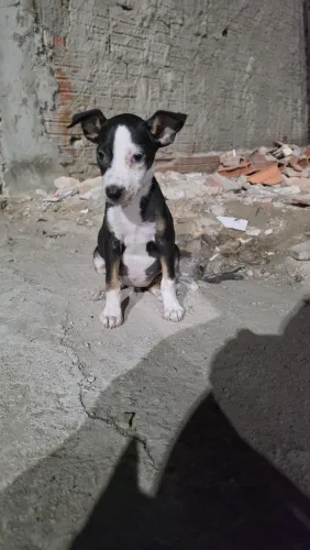 Cadelinha de 2 meses de vida para doação responsável