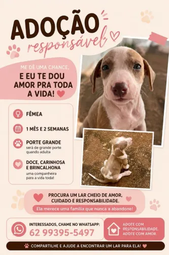 Filhote fêmea para doação